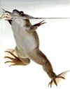 frog