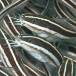 Marine Catfish