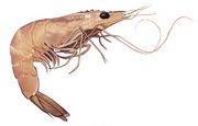 Shrimp